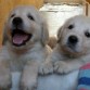 monisimos los golden retriever